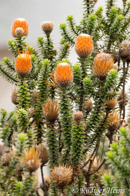 Chuquiraga jussieui (Andenblume)