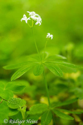 Galium odoratum (Waldmeister), 21.5.2017