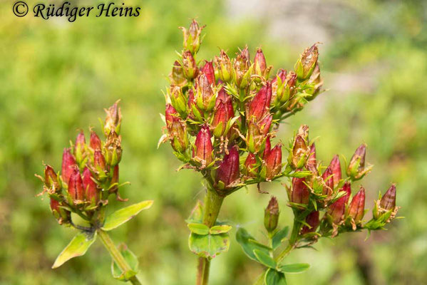 Hypericum tetrapterum (Geflügeltes Johanniskraut), 5.8.2019