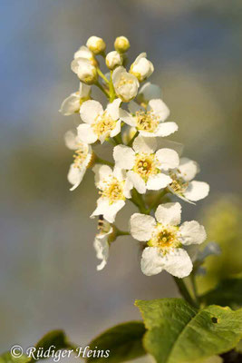 Prunus padus (Gewöhnliche Traubenkirsche)