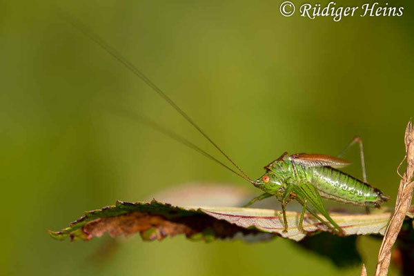 Conocephalus dorsalis (Kurzflügelige Schwertschrecke) Männchen, 22.9.2017