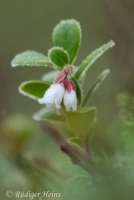 Preiselbeere (Vaccinium vitis-idaea) Blüte, 29.9.2022 - Makroobjektiv 180mm f/3.5