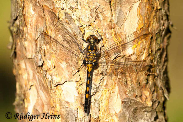 Leucorrhinia rubicunda (Nordische Moosjungfer) Männchen, 21.4.2009