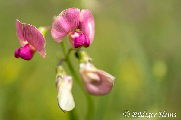 Lathyrus sylvestris (Wilde Platterbse)