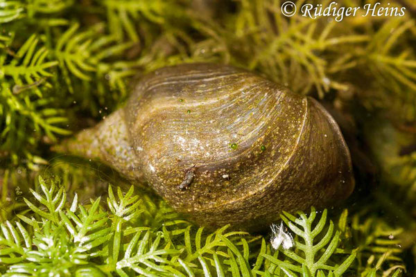 Radix balthica (Gemeine Schlammschnecke), 3.6.2011