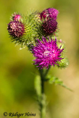 Carduus crispus (Krause Ringdistel), 6.8.2020