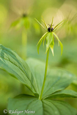 Paris quadrifolia (Vierblättrige Einbeere)