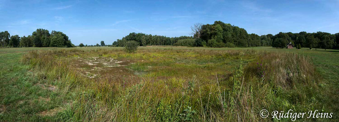 Sympetrum flaveolum (Gefleckte Heidelibelle) Habitat, 29.8.2018 (Panorama aus fünf Aufnahmen)