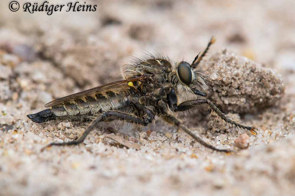 Dysmachus trigonus (Säbel-Raubfliege) Weibchen, 22.6.2021