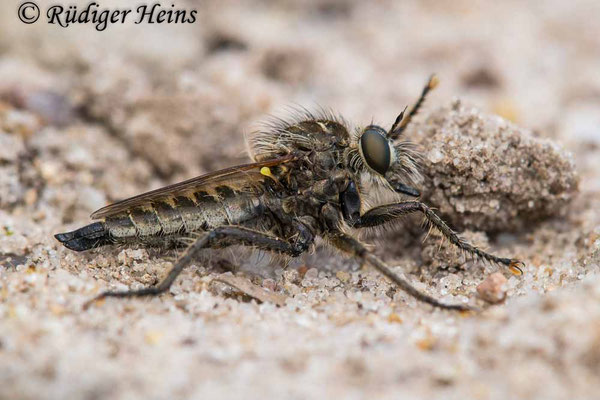 Dysmachus trigonus (Säbel-Raubfliege) Weibchen