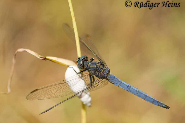 Orthetrum coerulescens anceps (Südöstlicher Kleiner Blaupfeil) Männchen, 16.5.2015