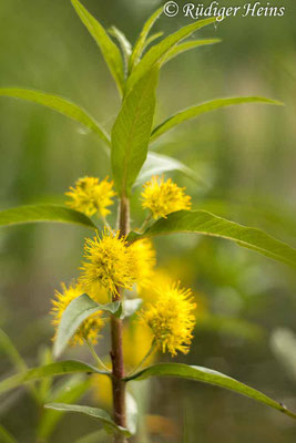 Lysimachia thyrsiflora (Strauß-​Gilbweiderich), 8.6.2021