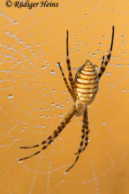 Argiope trifasciata