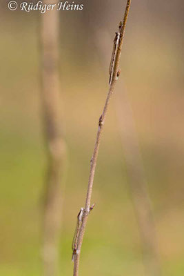 Weibchen und Männchen am selben Trieb, 13.2.2024 - Makroobjektiv 180mm f/3.5