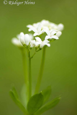 Galium odoratum (Waldmeister), 27.5.2021