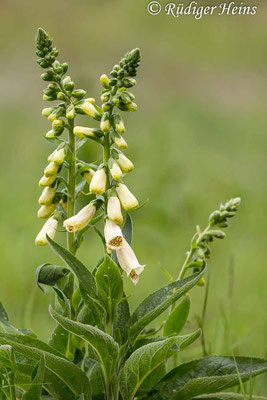 Digitalis purpurea (Roter Fingerhut), 12.6.2020