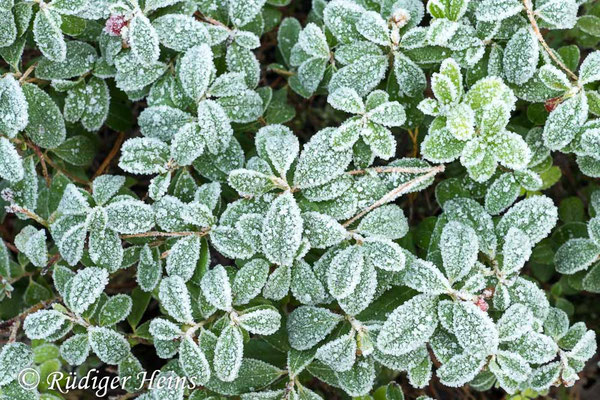 Vaccinium vitis-idaea (Preiselbeere), 15.12.2022