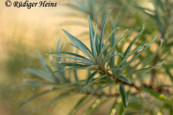 Hippophae rhamnoides (Sanddorn)