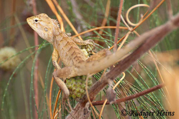 Calotes versicolor (Blutsaugeragame), 26.1.2018