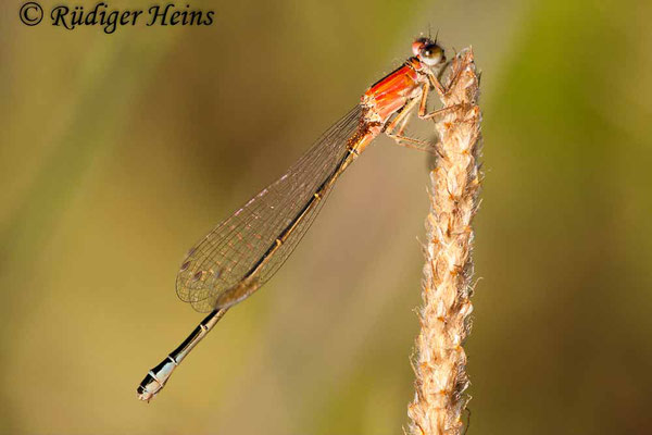 Ischnura graellsi (Spanische Pechlibelle) Weibchen, 15.7.2011