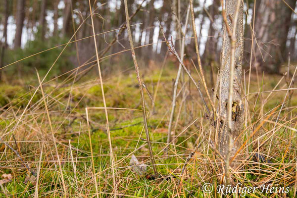 Suchbild 3, 24.1.2025 - Weitwinkelzoom 16-35mm f/4 (Lösung: Die Winterlibelle befindet sich exakt in der Bildmitte)