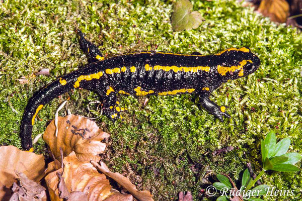 Salamandra salamandra (Feuersalamander), 13.4.1991 (Scan vom Dia)