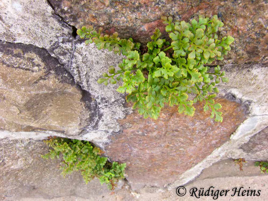 Asplenium ruta-muraria (Mauerraute), 23.8.2018