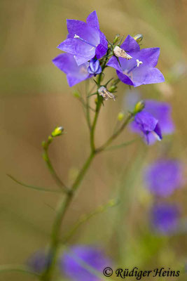 Campanula rotundifolia (Rundblättrige Glockenblume), 17.7.2022