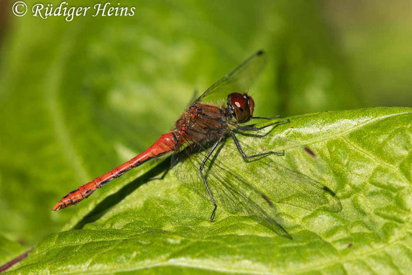 Sympetrum sanguineum (Blutrote Heidelibelle) Männchen, 4.9.2022