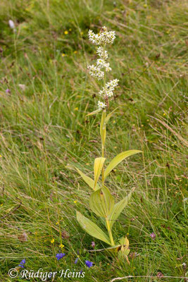 Veratrum album (Weißer Germer)