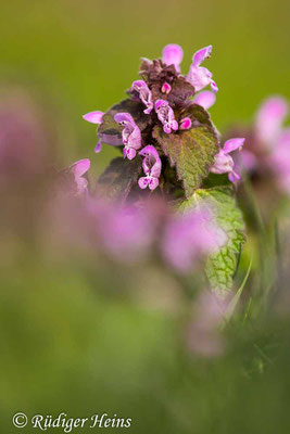 Lamium purpureum (Purpurrote Taubnessel), 19.4.2021