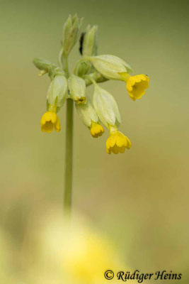 Primula veris (Echte Schlüsselblume)