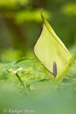 Arum maculatum (Gefleckter Aronstab), 16.4.2024