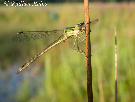 Lestes barbarus (Südliche Binsenjungfer) Männchen, 13.7.2021 - Olympus Tough TG-5