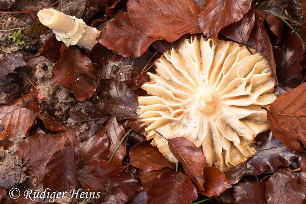 Amanita muscaria (Fliegenpilz), 9.11.2019