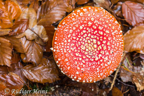 Amanita muscaria (Fliegenpilz), 29.10.2024