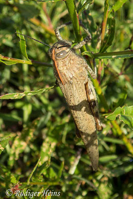 Anacridium aegyptium (Ägyptische Wanderheuschrecke) Männchen, 22.9.2019