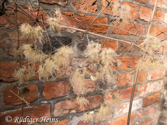 Clematis vitalba (Gewöhnliche Waldrebe)