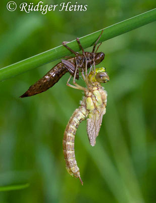Aeshna cyanea, Blaugrüne Mosaikjungfer, Schlupf