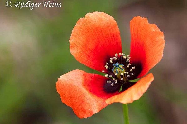 Papaver argemone (Sand-Mohn), 27.5.2007