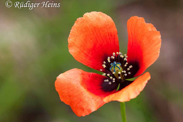 Papaver argemone, Sand-Mohn