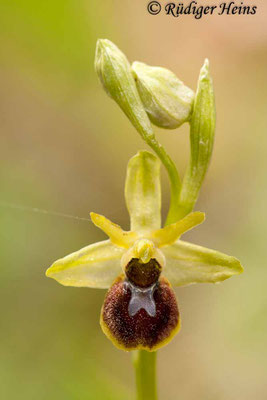 Ophrys araneola (Kleine Spinnen-Ragwurz), 18.5.2012