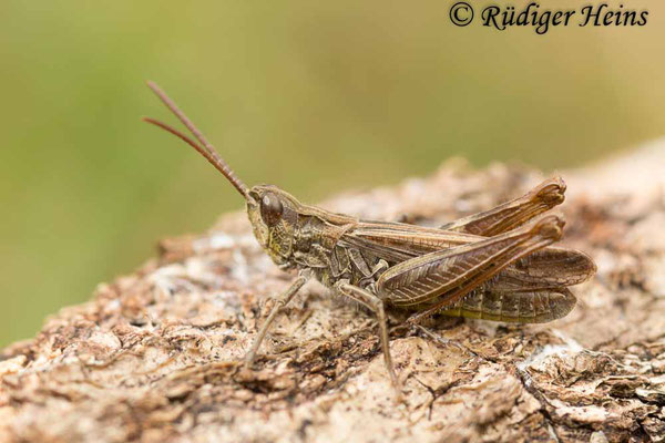 Chorthippus mollis (Verkannter Grashüpfer) Männchen, 20.9.2017