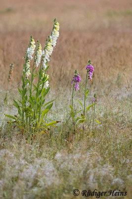 Digitalis purpurea (Roter Fingerhut), 22.6.2021