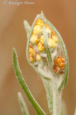 Helichrysum arenarium (Sand-Strohblume)