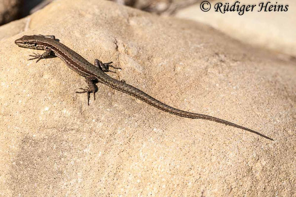 Podarcis muralis (Mauereidechse)