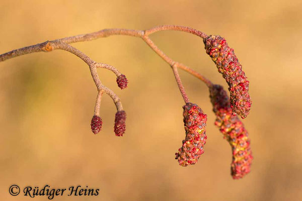 Alnus glutinosa (Schwarz-Erle), 3.3.2017