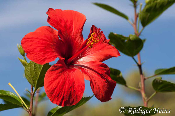 Hibiscus rosa-sinensis (Chinesischer Roseneibisch), 27.10.2007