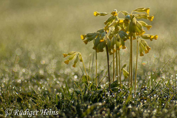 Primula veris (Echte Schlüsselblume), 27.4.2024