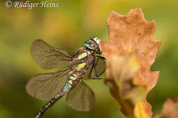 Aeshna mixta (Herbst-Mosaikjungfer) Männchen, 18.10.2024